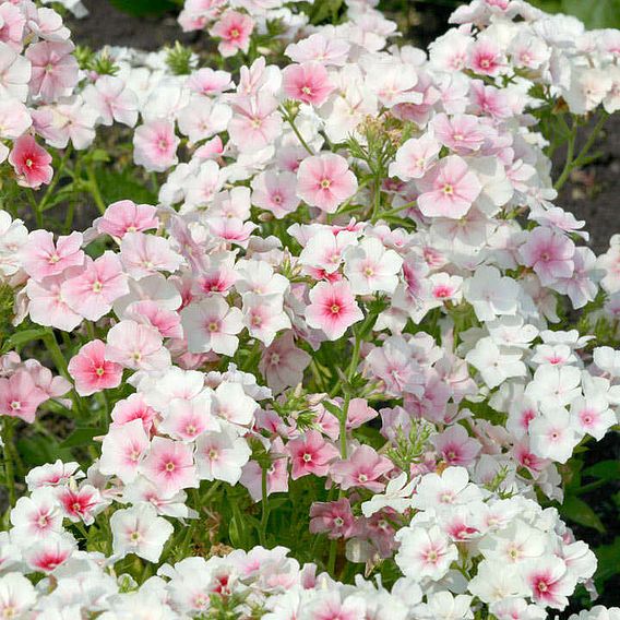 Phlox drummondii 'Blushing Bride' - Seeds