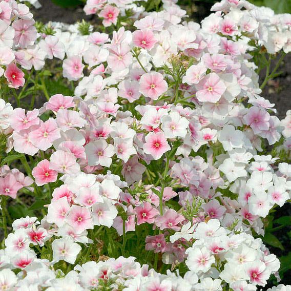 Phlox drummondii Seeds - Blushing Bride