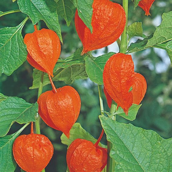 Chinese Lantern Seeds