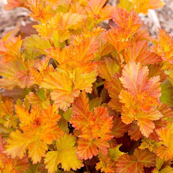 Physocarpus opulifolius 'Amber Jubilee'