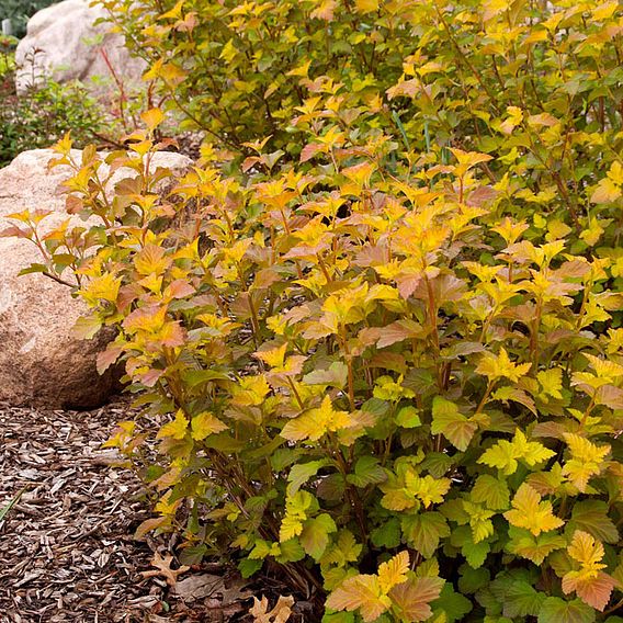 Physocarpus opulifolius 'Amber Jubilee'