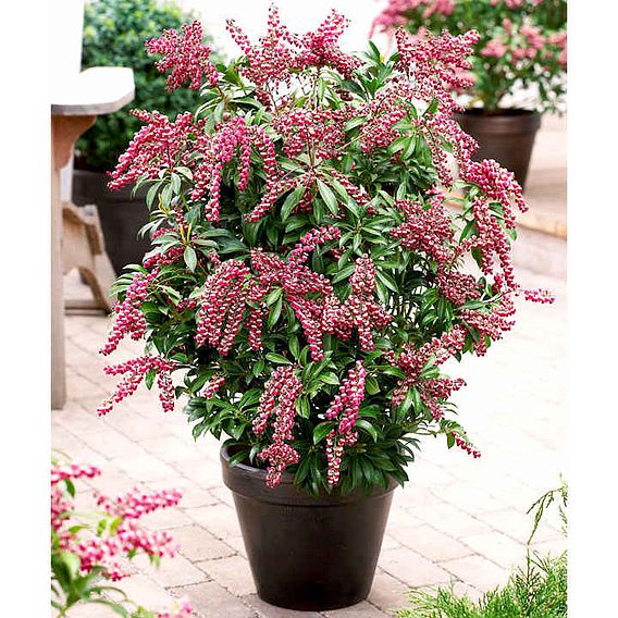 Pieris japonica 'Passion'