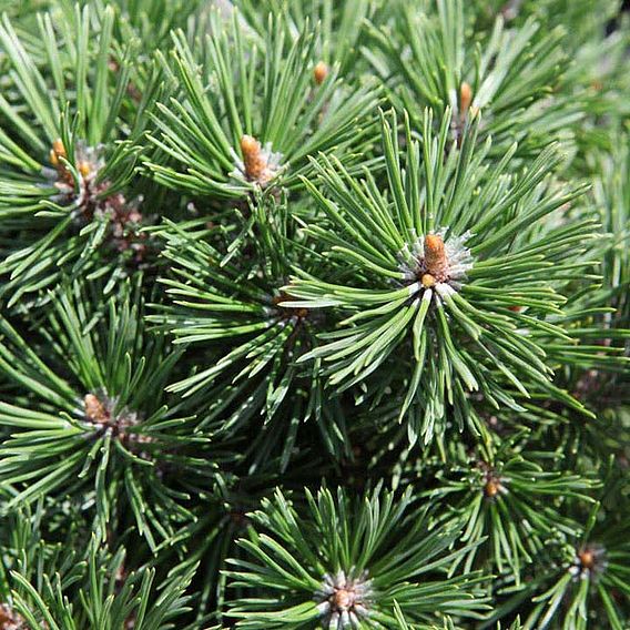 Pinus mugo 'Mops'