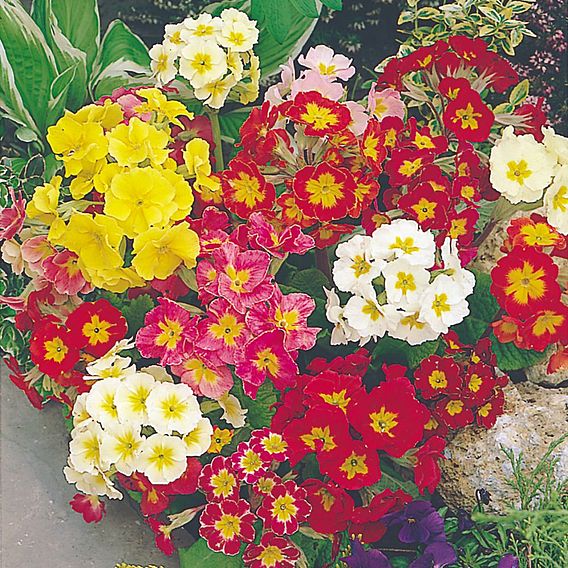 Polyanthus 'Giant Thrill Mix' - Seeds