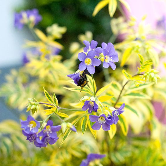 Polemonium 'Golden Feathers'