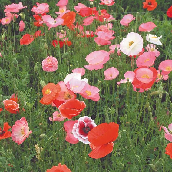 Poppy 'Mix' - Organic Seeds