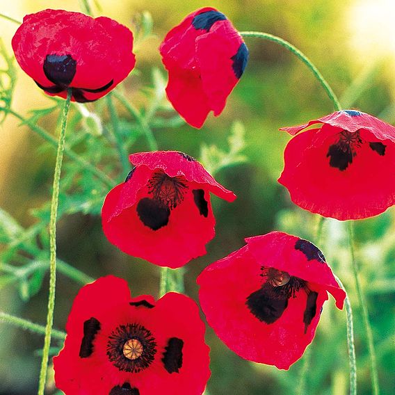 Poppy 'Ladybird' - Seeds