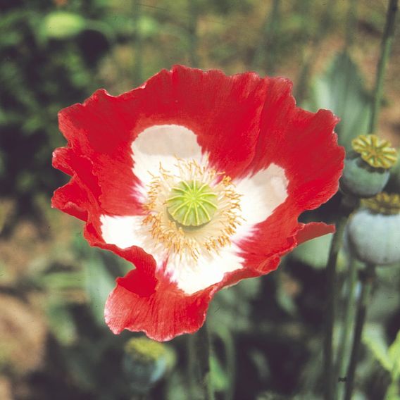 Poppy 'Danish Flag' - Seeds