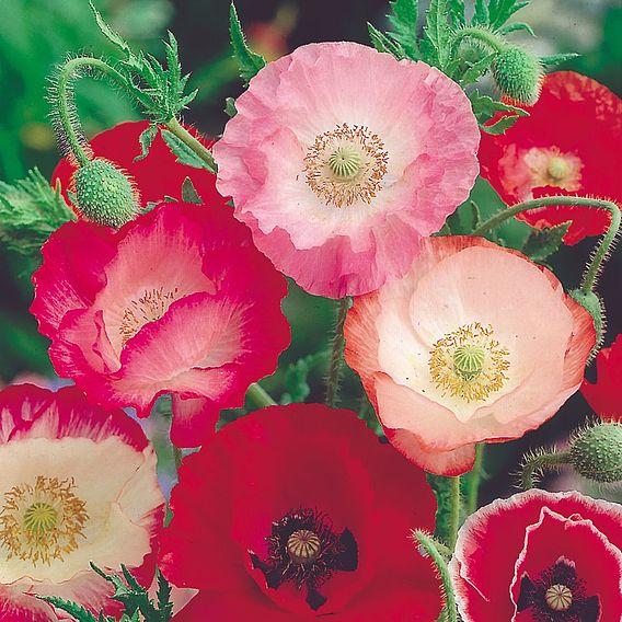 Poppy 'Shirley Mix' - Seeds