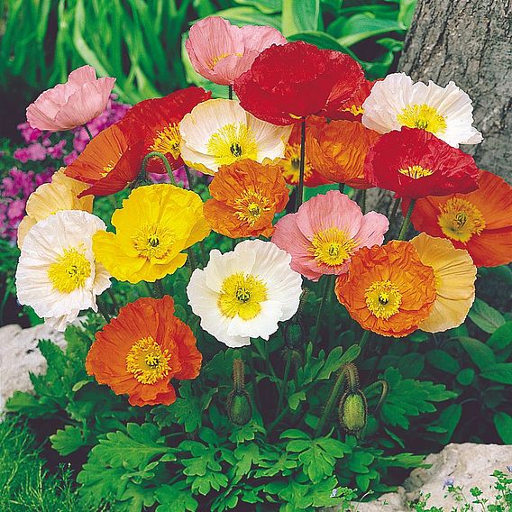 Poppy 'Iceland Poppy' - Seeds