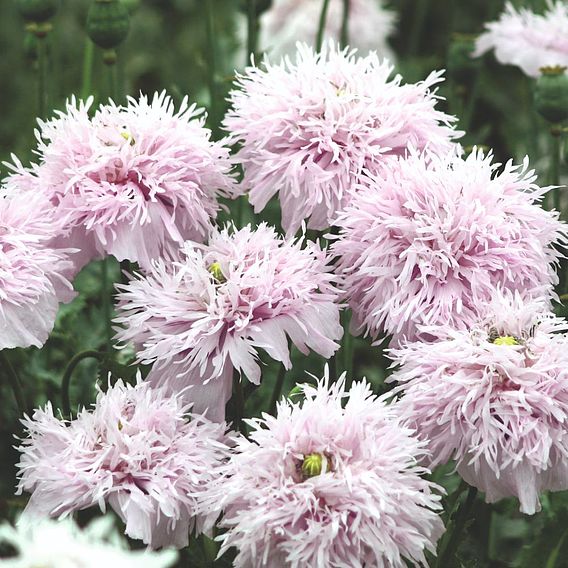 Poppy 'Lilac Pompom' - Seeds