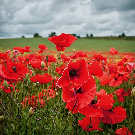 Poppy 'Field Poppy (rhoeas)' - Seeds