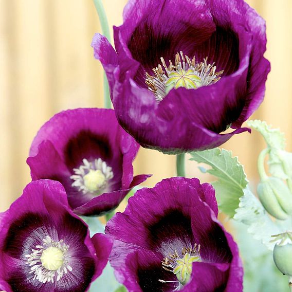 Poppy 'Laurens Grape' - Seeds
