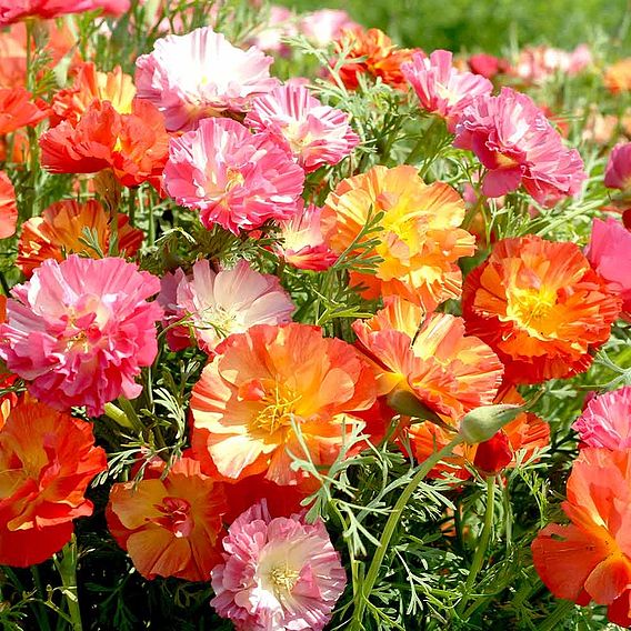 Poppy Californian 'XL Jelly Beans' - Seeds