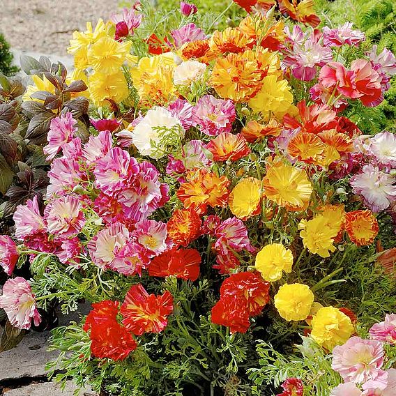 Poppy Californian 'XL Jelly Beans' - Seeds