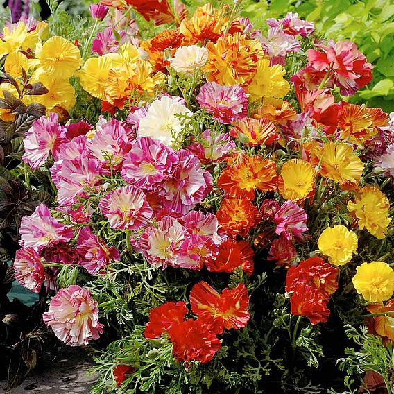 Poppy Californian 'XL Jelly Beans' - Seeds
