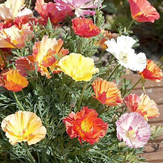 Poppy Californian 'XL Jelly Beans' - Seeds