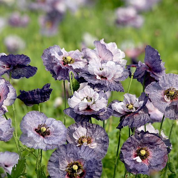 Poppy 'Amazing Grey' - Seeds