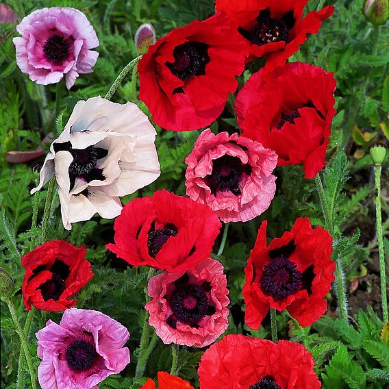Poppy 'Pizzicato Mix' - Seeds