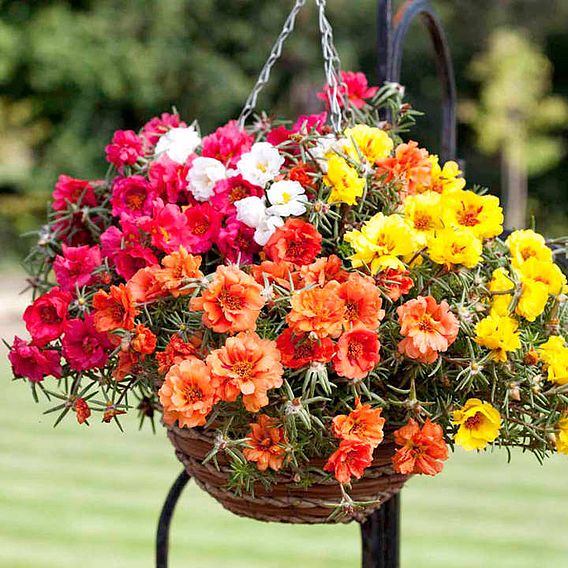 Portulaca F1 'Lazy Daze Mix' - Seeds
