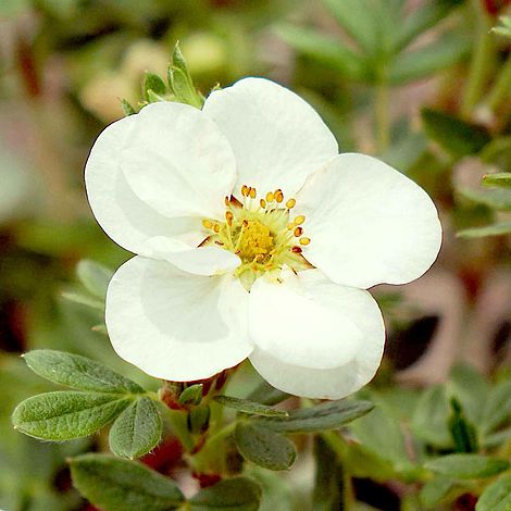 Potentilla fruticosa 'Crème Brule' First Edition