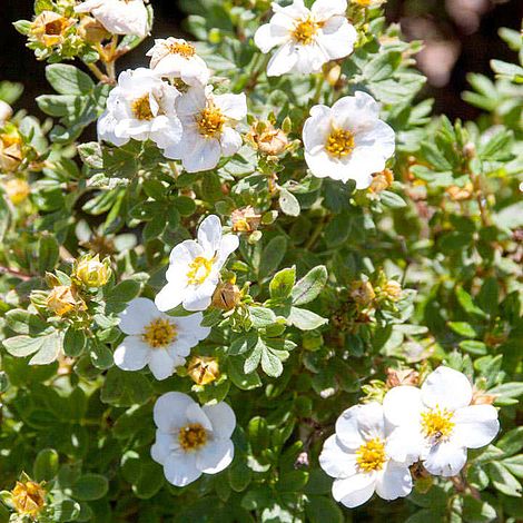 Potentilla fruticosa 'Crème Brule' First Edition