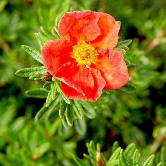 Potentilla fruticosa 'Red Ace' (Hedging)