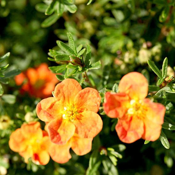 Potentilla fruticosa 'Red Ace' (Hedging)