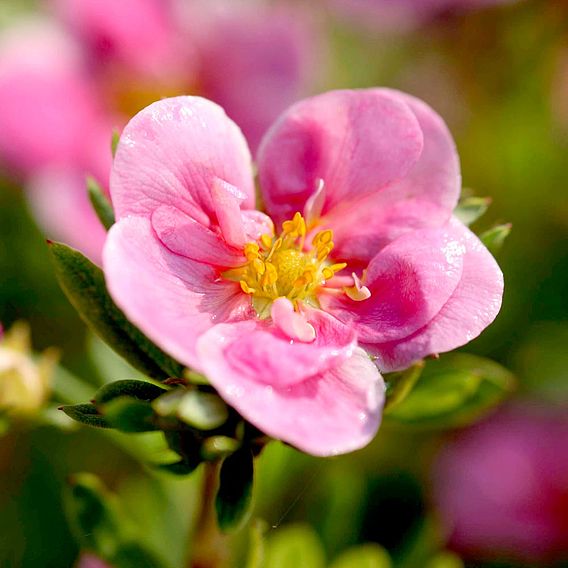 Potentilla fruticosa 'Pink Paradise'