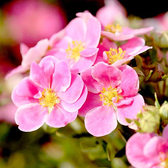 Potentilla fruticosa 'Pink Paradise'