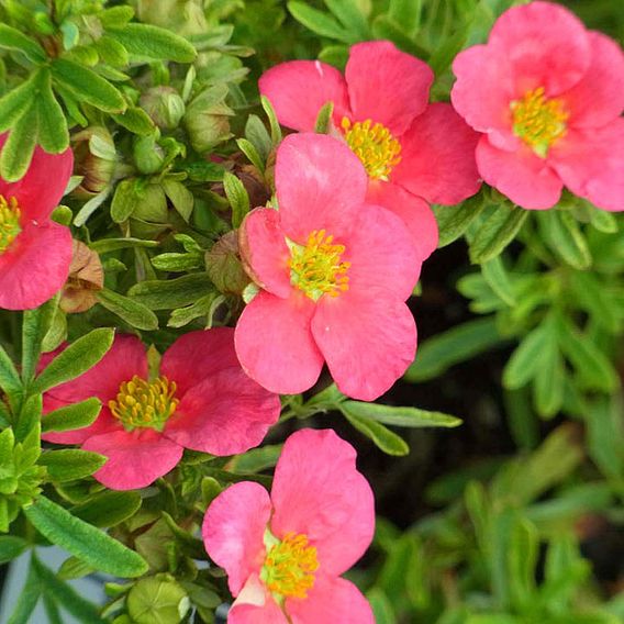 Potentilla fruticosa BELLISSIMA Noble®