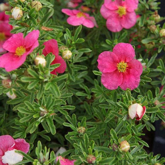 Potentilla fruticosa BELLISSIMA Noble®