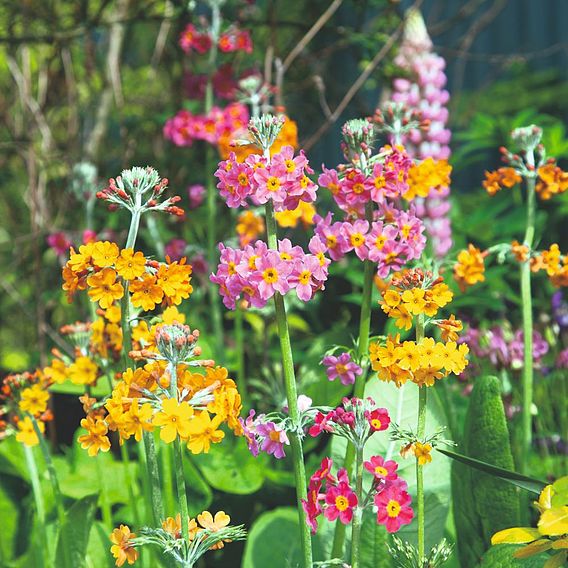 Primula Seeds - Candelabra Hybrids Mix