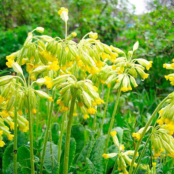 Pollinator Mix Seeds - Flowers