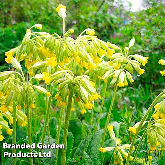 Primula veris