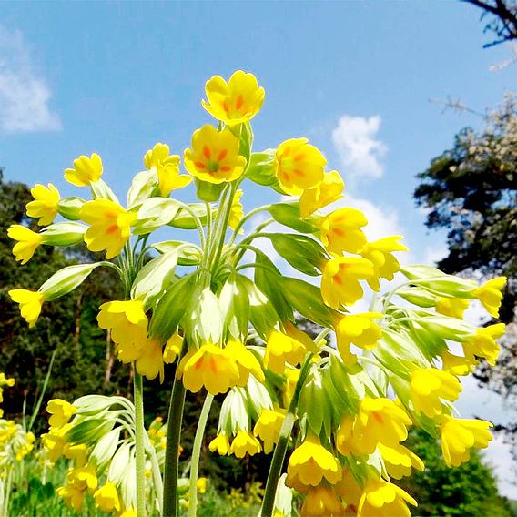 Cowslip - Seeds