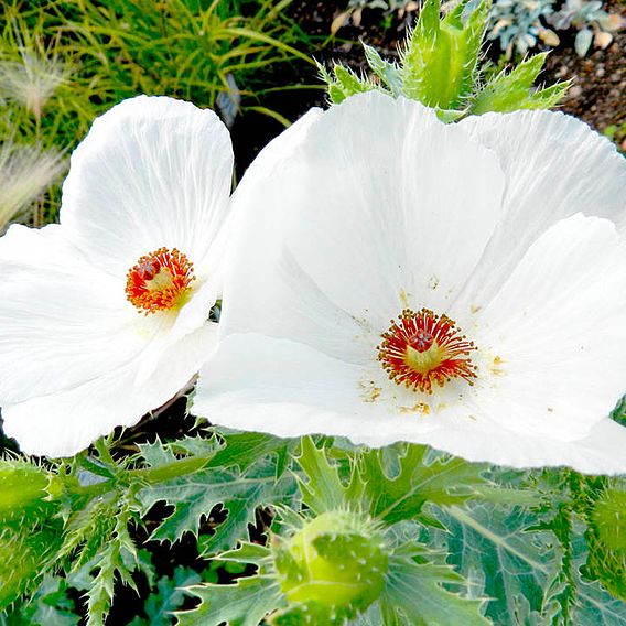 Prickly Poppy Seeds