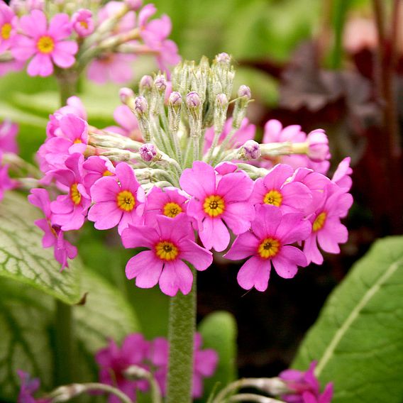 Primula beesiana