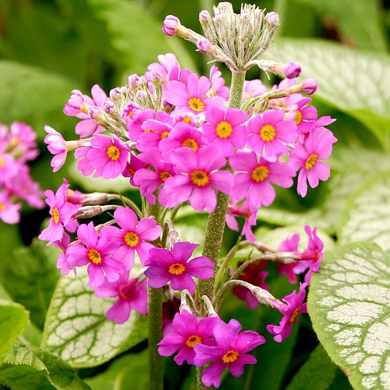 Primula beesiana