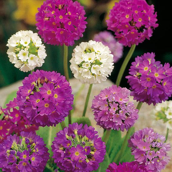 Primula Seeds - denticulata Hybrids