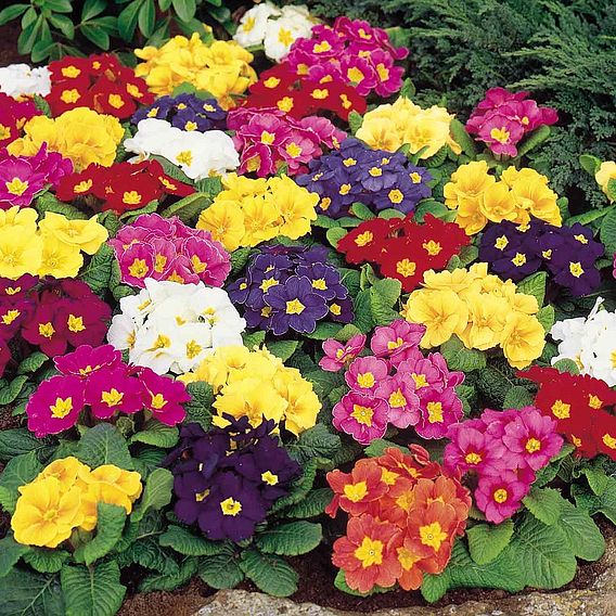 Primrose 'Springtide Mix' - Seeds