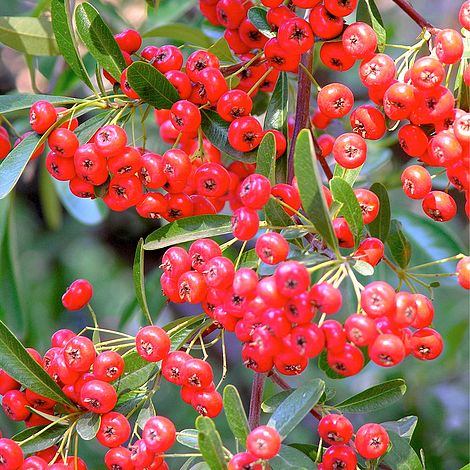 Pyracantha coccinea Plant - Red Star