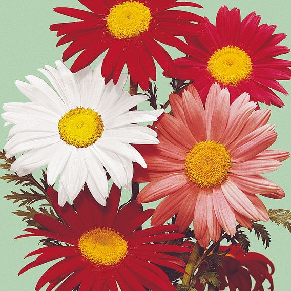 Pyrethrum 'Large Flowered Hybrids' - Seeds