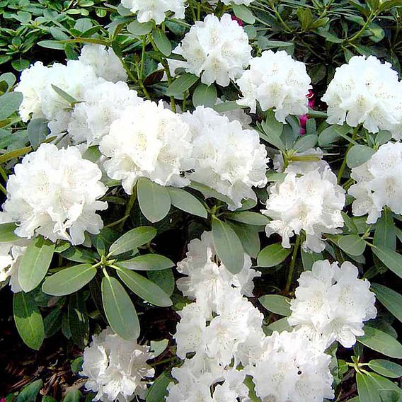 Rhododendron 'Cunningham's White'