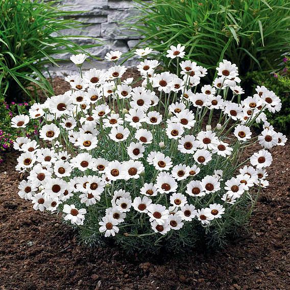 Rhodanthemum 'Casablanca'