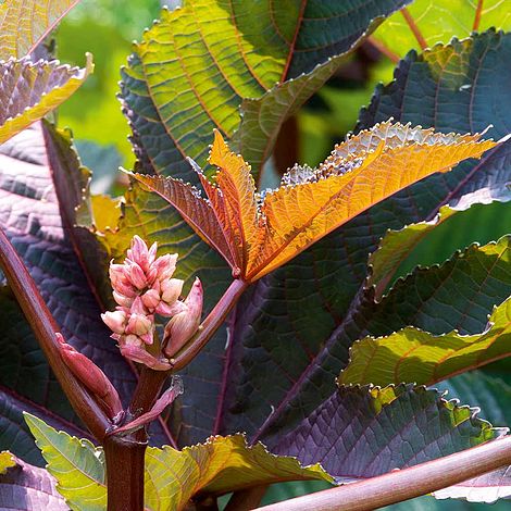 Castor Oil Plant Seeds