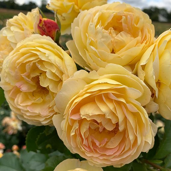 Rose 'Belle du Jour'