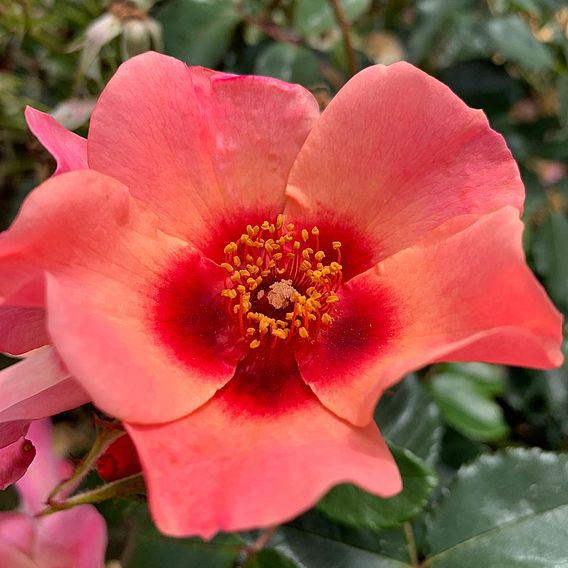 Rose 'For Your Eyes Only' (Floribunda Rose)