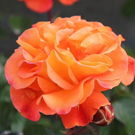 Rose Plant - Precious Amber