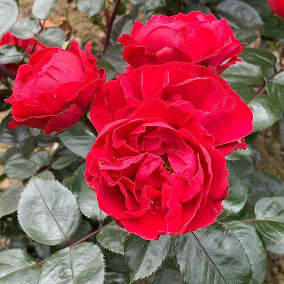Rose Plant - Precious Ruby